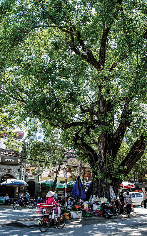 A love of garden cities