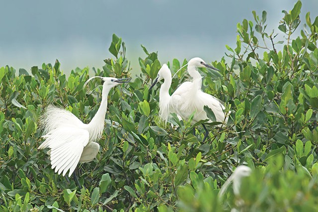 Captured in flight